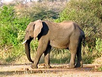 elefant